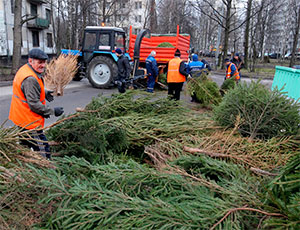 Пункты утилизации новогодних елей в Московской области